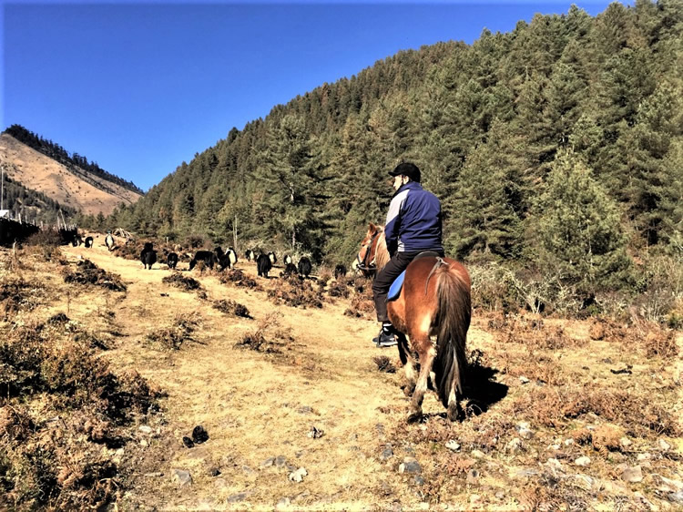 Bhutan Horse Trekking